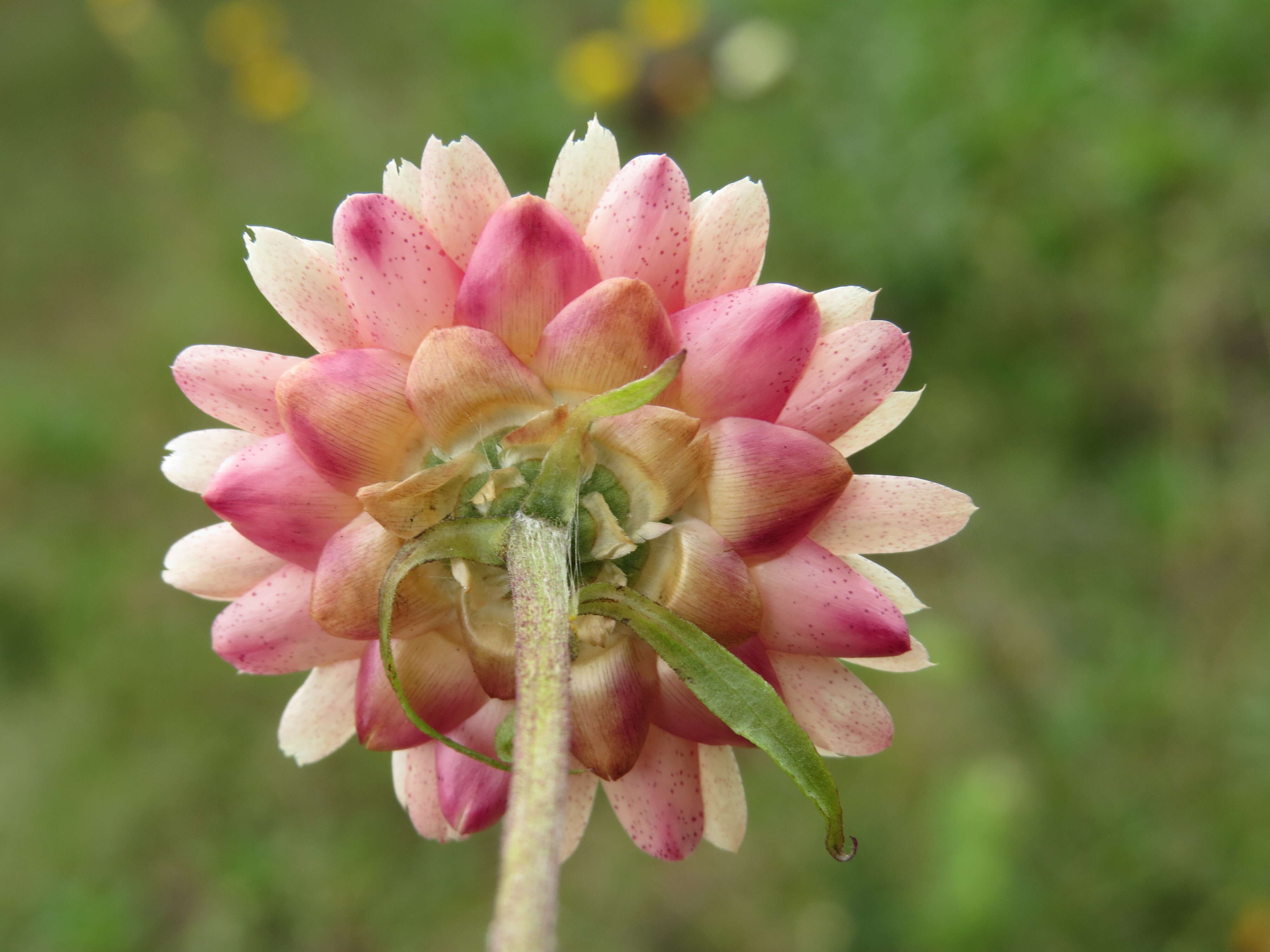 Image of bracted strawflower