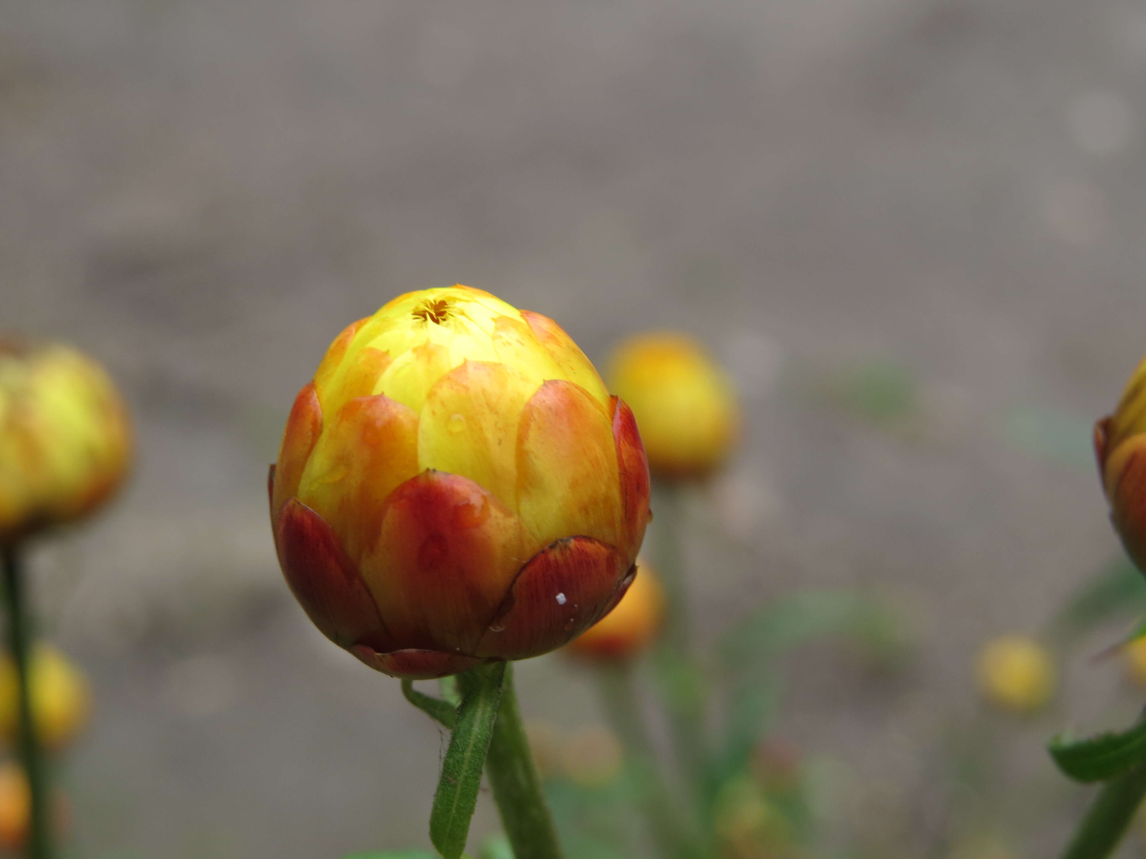 Image of bracted strawflower