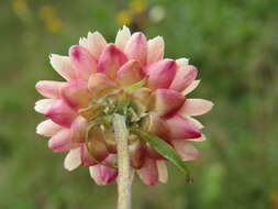 Image of bracted strawflower