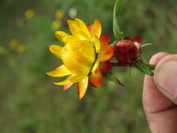 Image of bracted strawflower