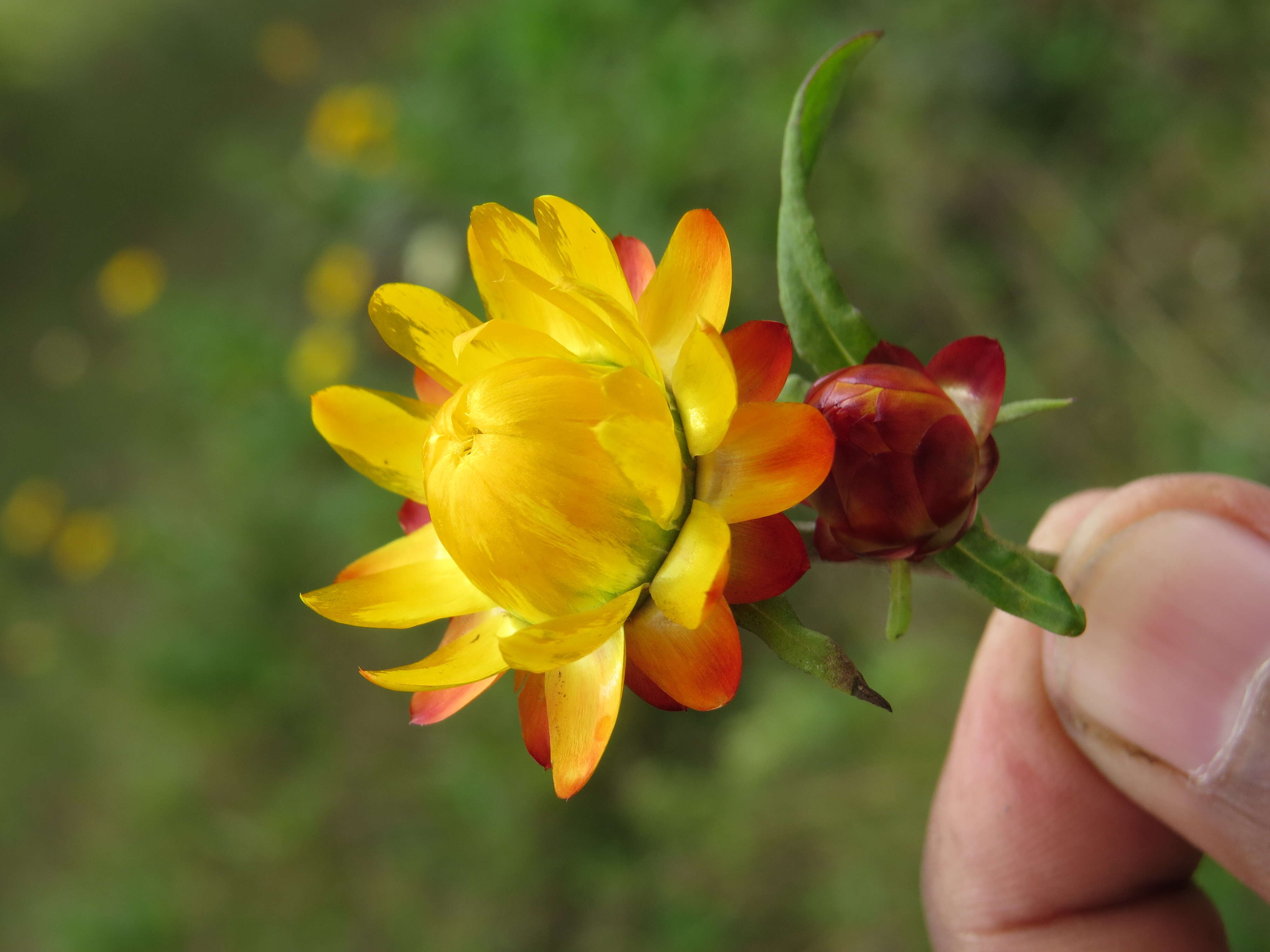 Image of bracted strawflower