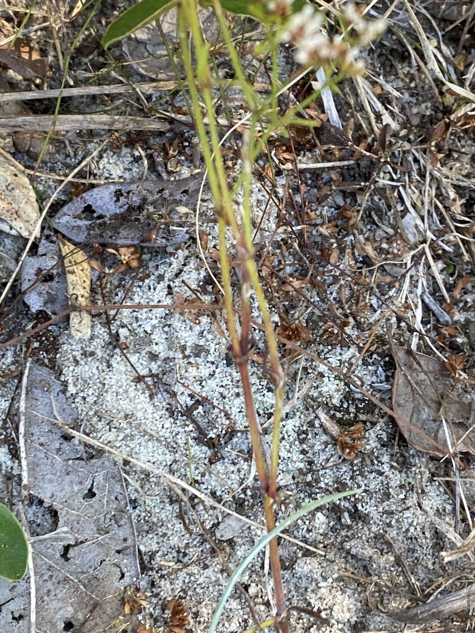 Image of pineland nailwort