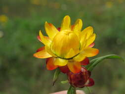 Image of bracted strawflower