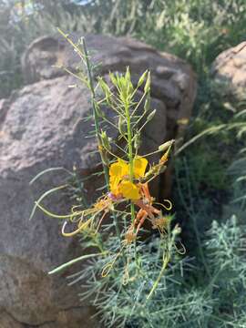 Image of Coalisina angustifolia subsp. petersiana (Klotzsch) Roalson & J. C. Hall