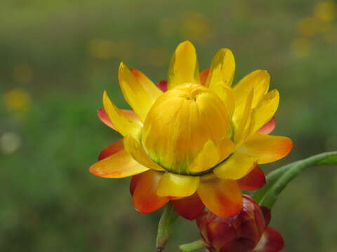 Image of bracted strawflower