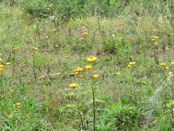 Image of bracted strawflower