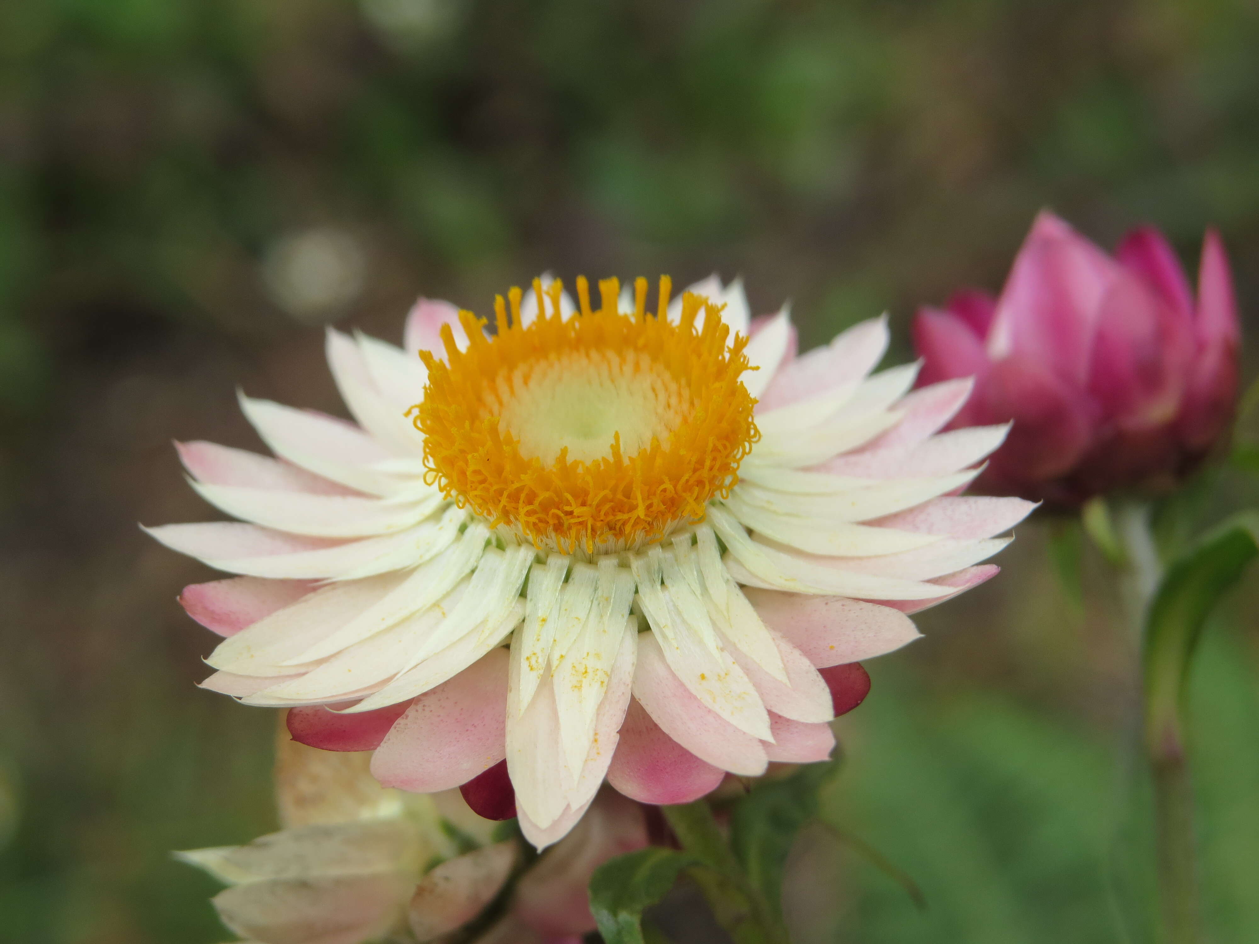 Plancia ëd Xerochrysum bracteatum (Vent.) N. N. Tzvel.