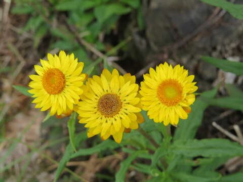 Image of bracted strawflower