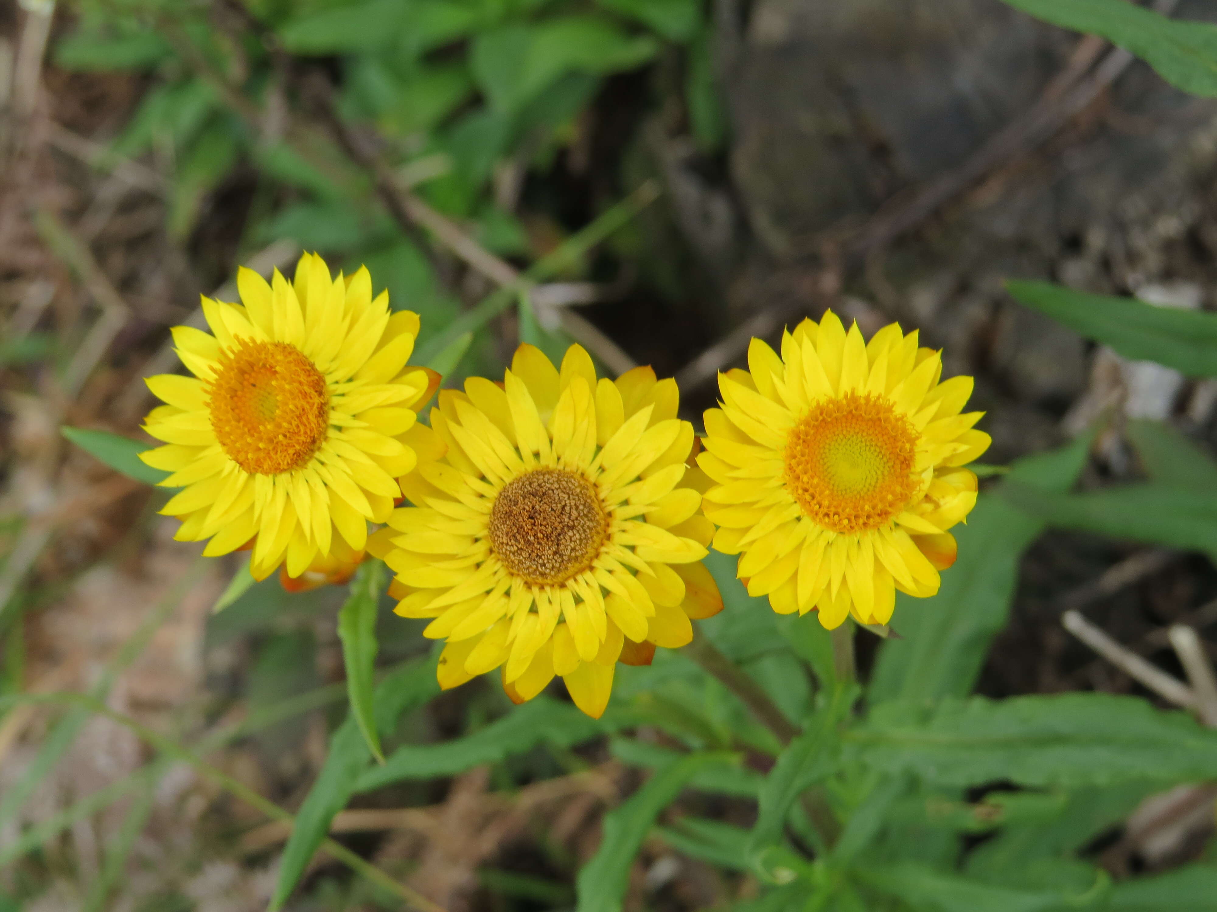 Image of bracted strawflower