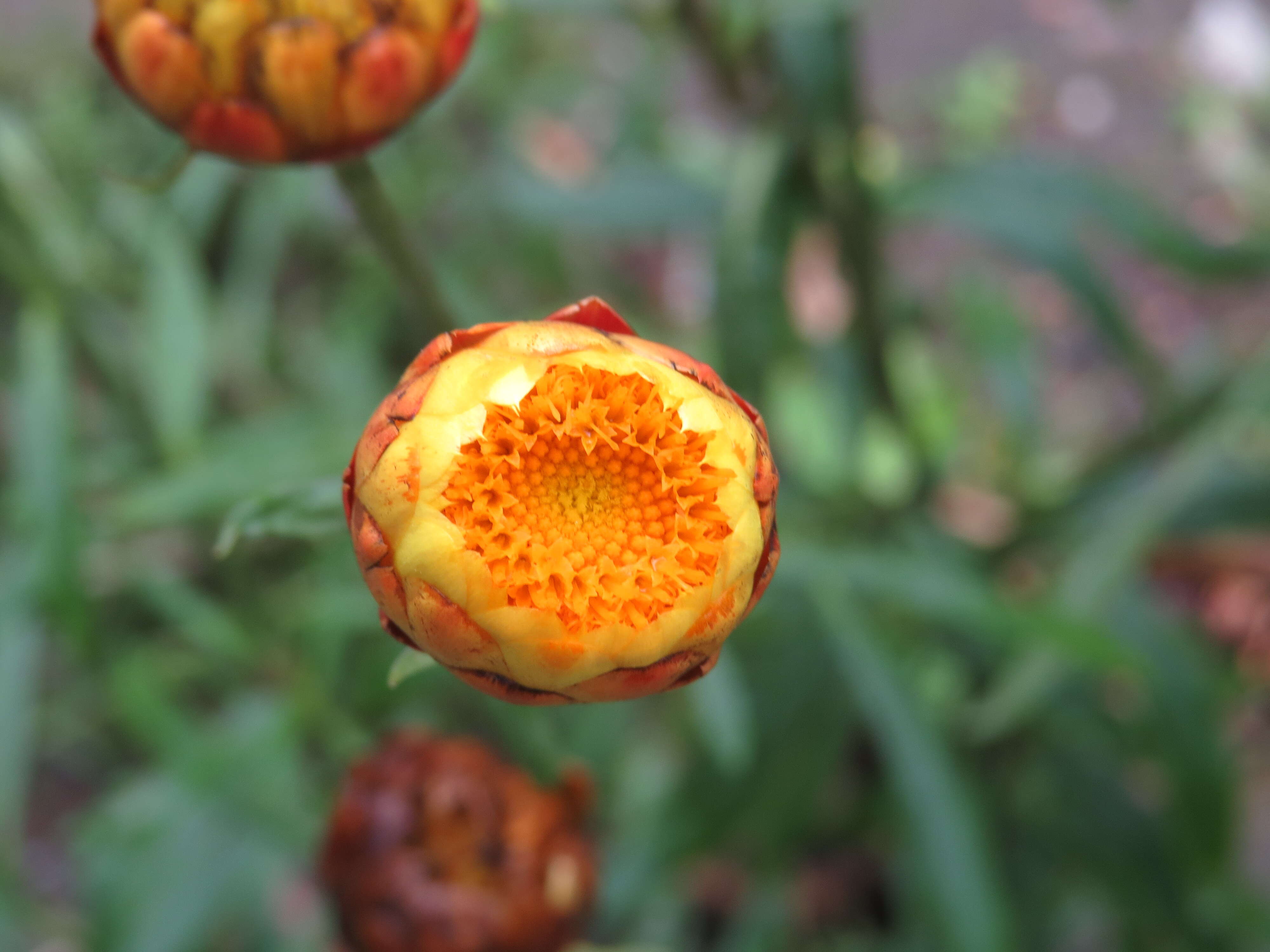 Image of bracted strawflower