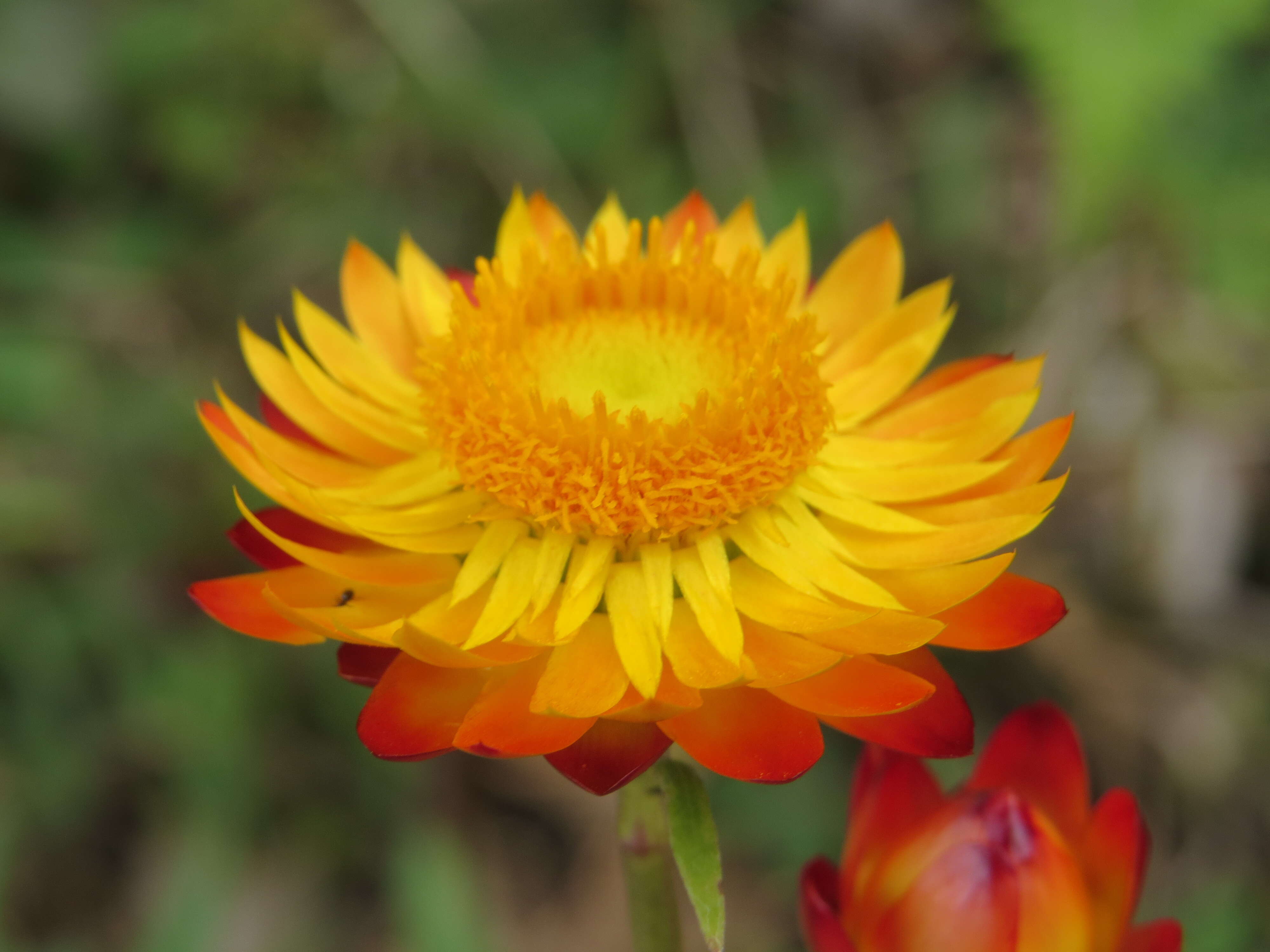 Image of bracted strawflower