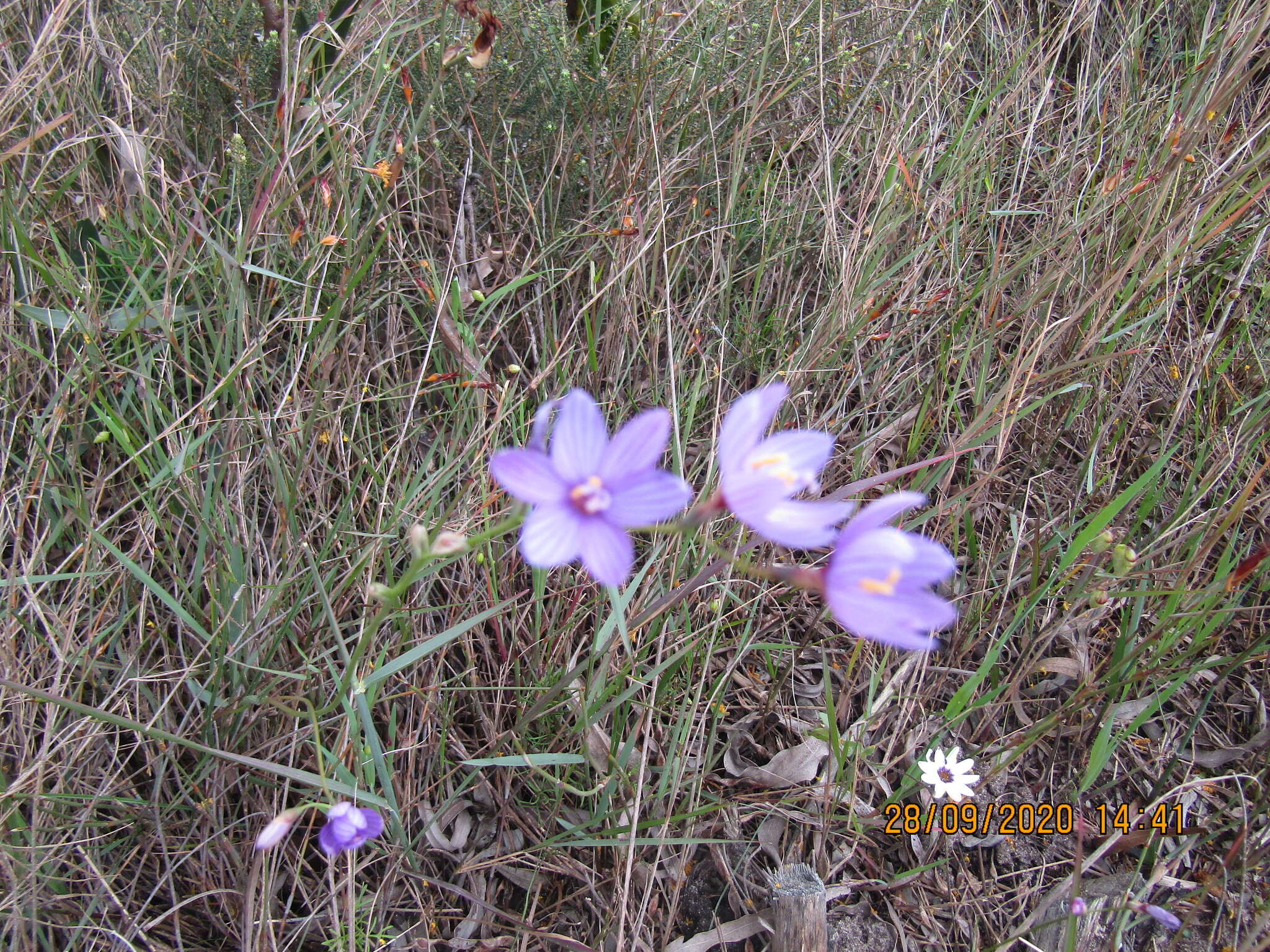 Image of Geissorhiza purpurascens Goldblatt