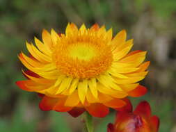 Image of bracted strawflower