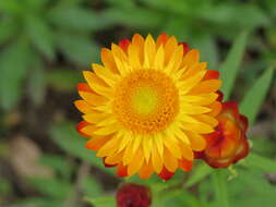 Image of bracted strawflower