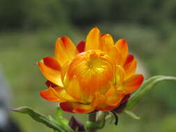 Image of bracted strawflower