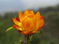 Image of bracted strawflower