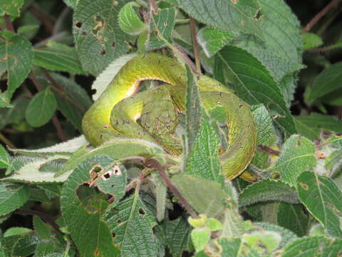 Image of Trimeresurus subgen. Peltopelor Günther 1864