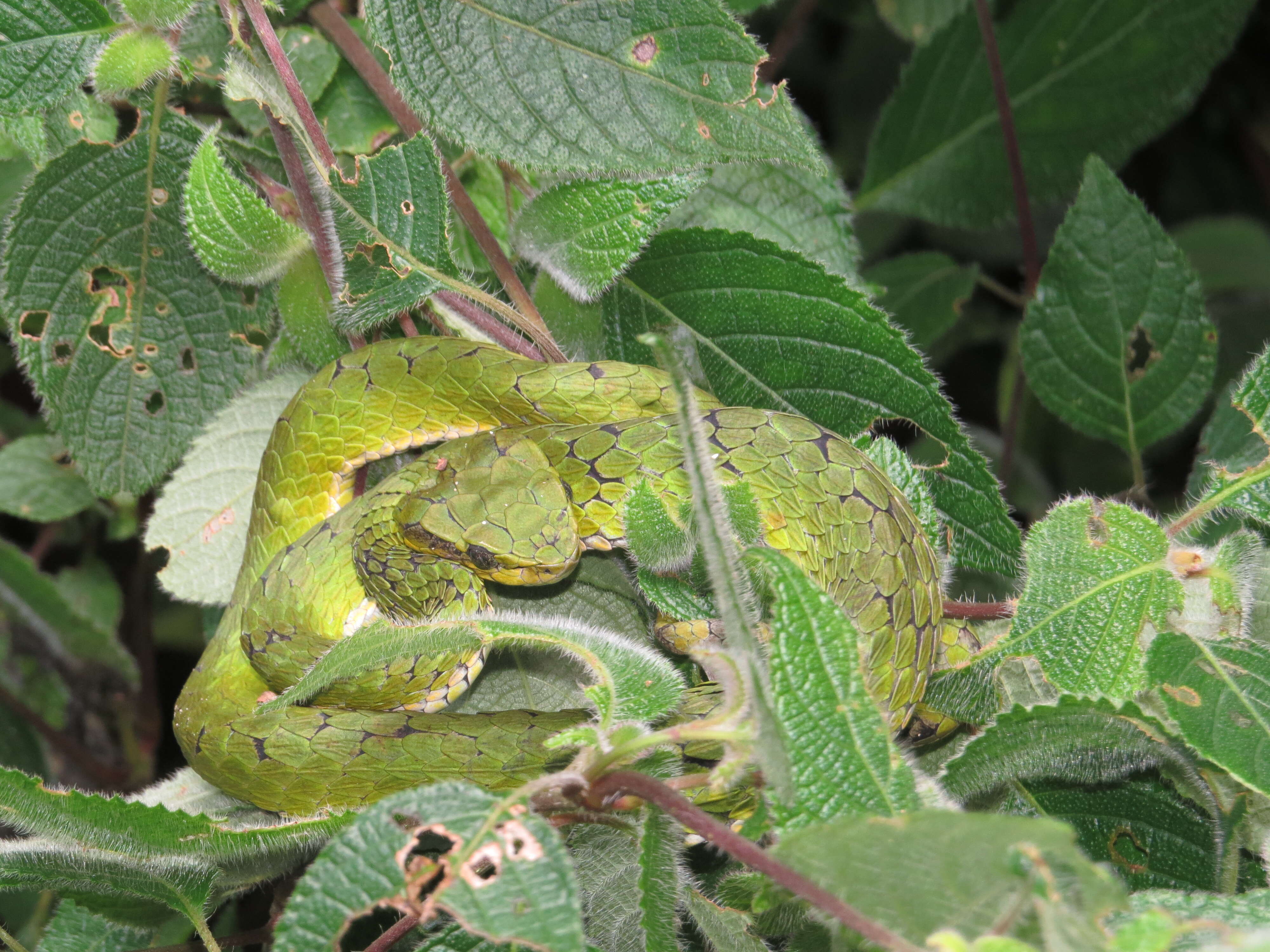 Image of large-scaled pitviper