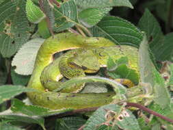 Trimeresurus macrolepis Beddome 1862 resmi