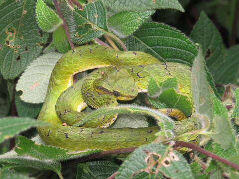 صورة Trimeresurus subgen. Peltopelor Günther 1864