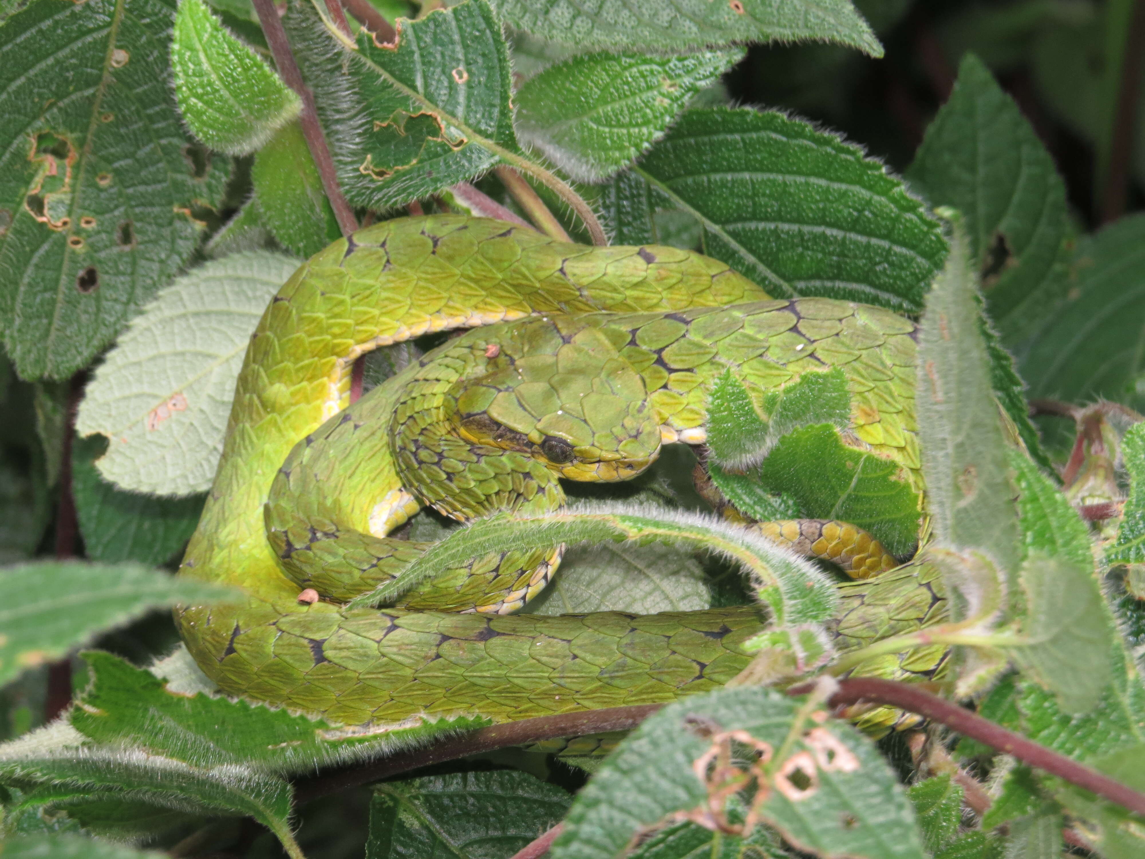 Image of large-scaled pitviper