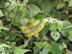 Trimeresurus macrolepis Beddome 1862的圖片