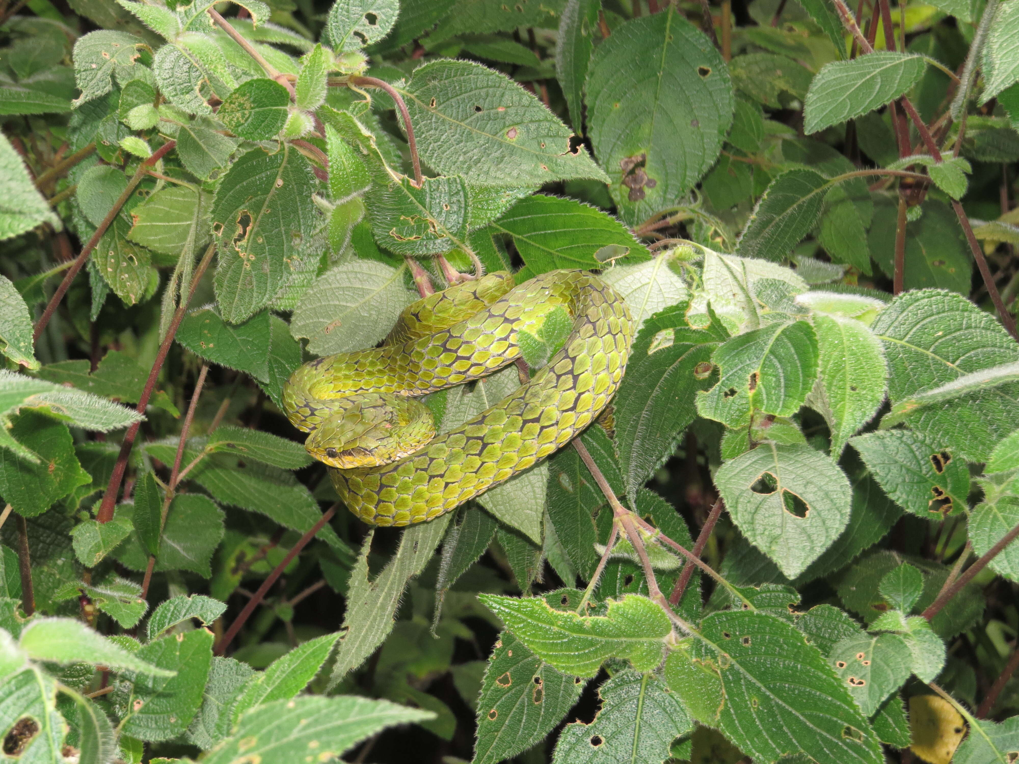 Image of large-scaled pitviper