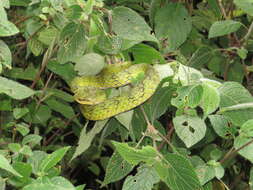 Image of large-scaled pitviper