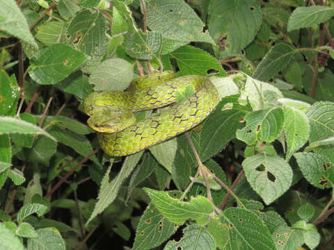 صورة Trimeresurus subgen. Peltopelor Günther 1864