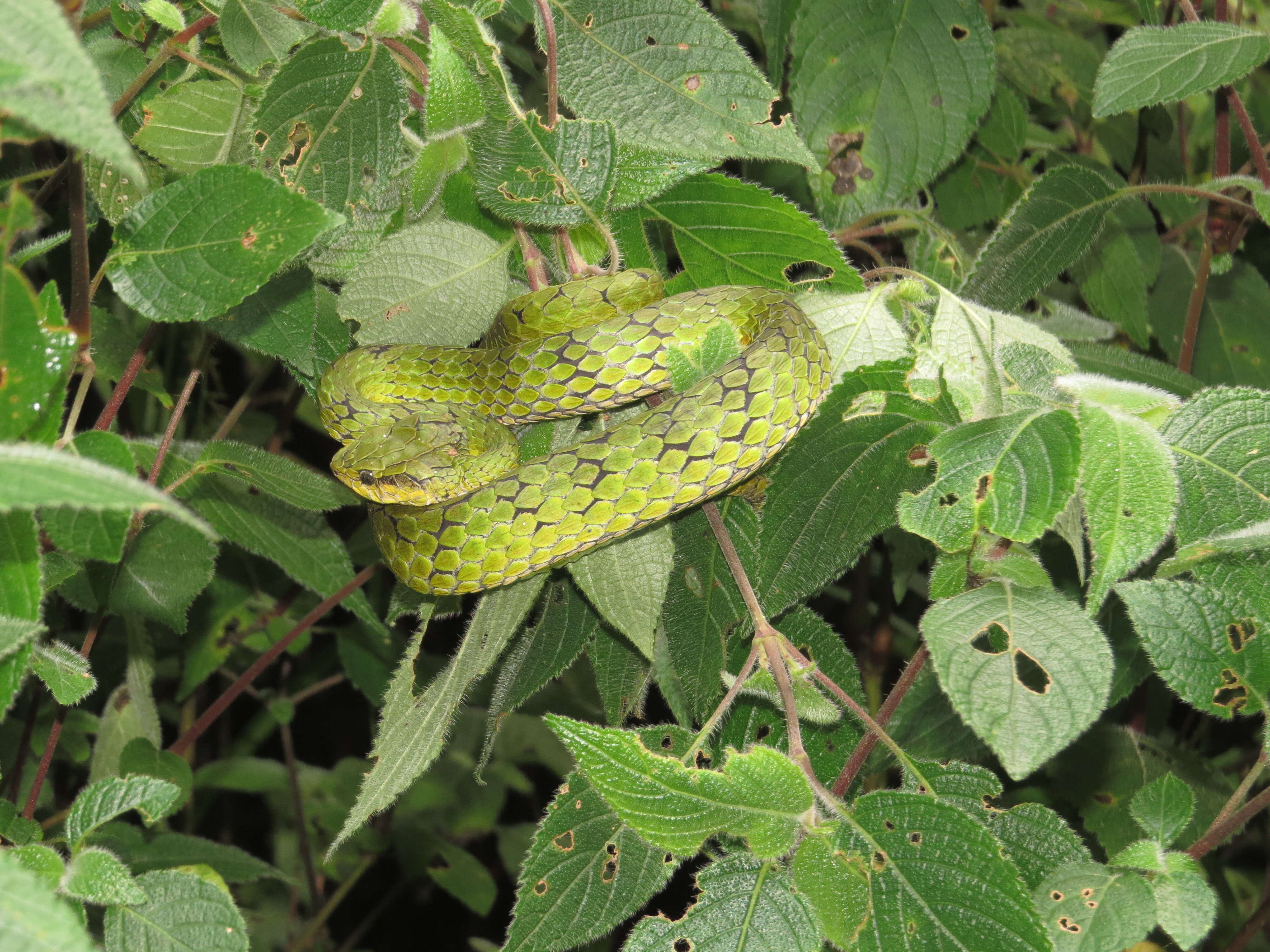 Trimeresurus macrolepis Beddome 1862 resmi