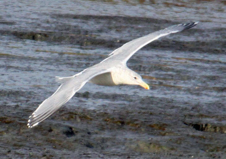 Image of Glaucous-winged Gull