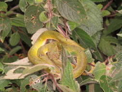 Image of large-scaled pitviper