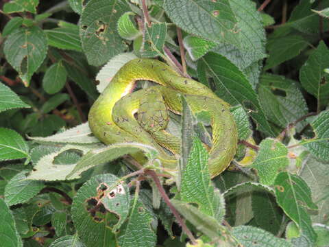 Trimeresurus subgen. Peltopelor Günther 1864 resmi