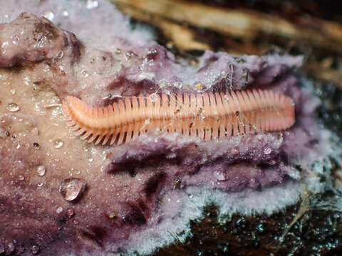 Image of Brachycybe lecontii Wood 1864