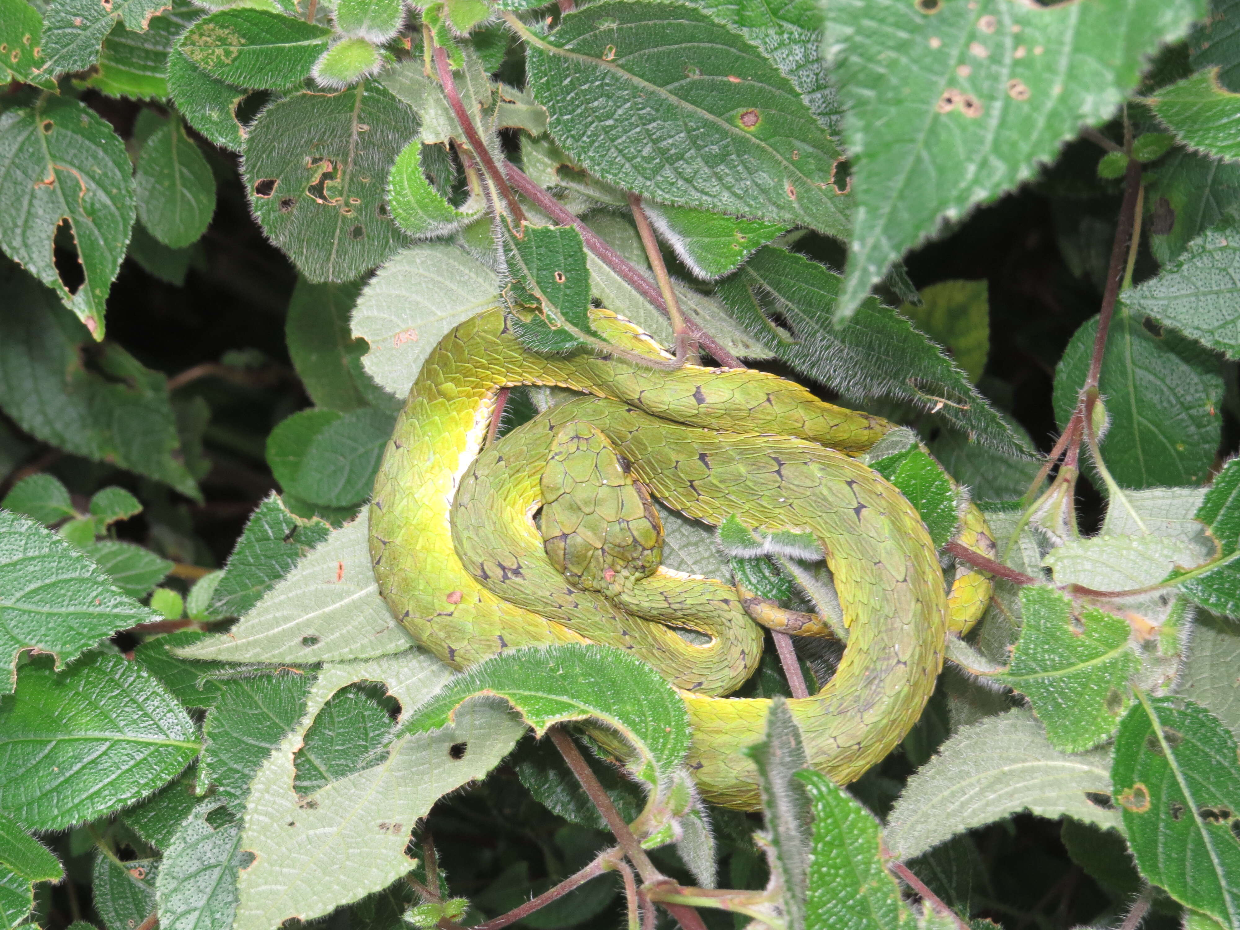 Image of large-scaled pitviper