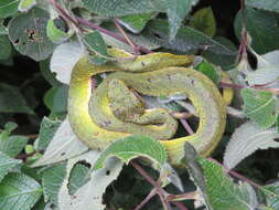 Image of large-scaled pitviper