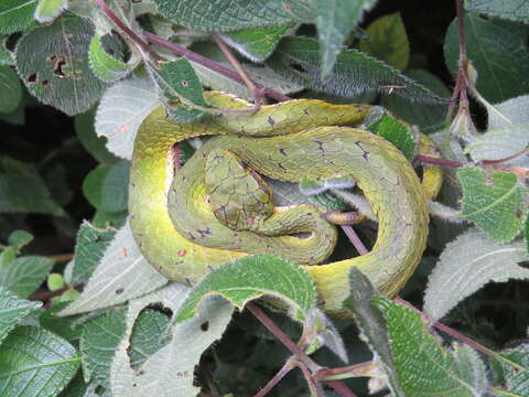 Trimeresurus subgen. Peltopelor Günther 1864 resmi