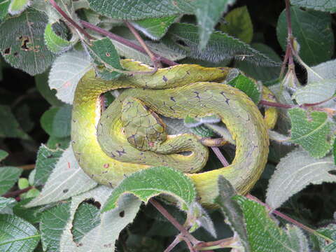 صورة Trimeresurus subgen. Peltopelor Günther 1864