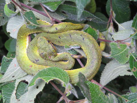 Image of Trimeresurus subgen. Peltopelor Günther 1864