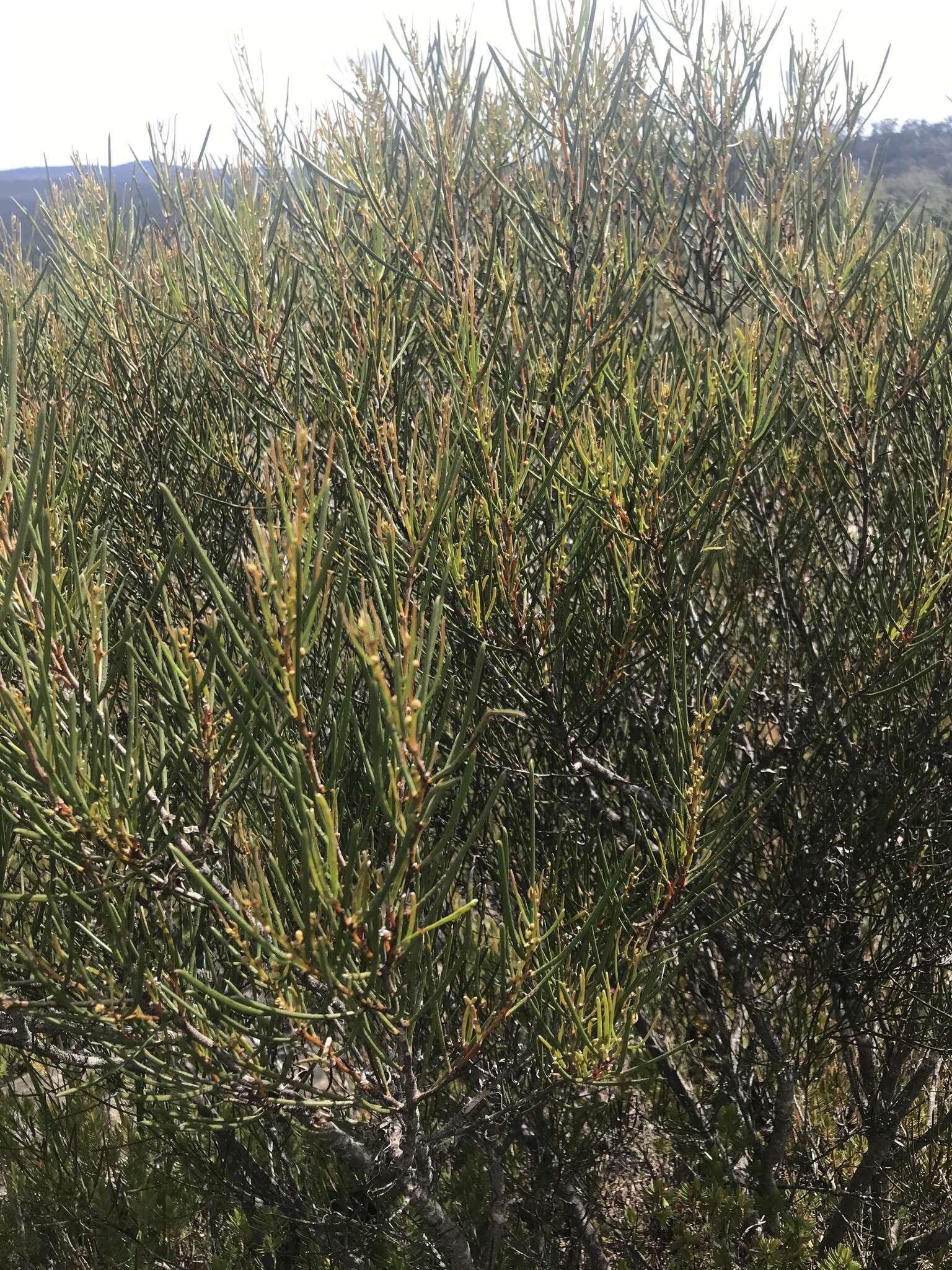 Image of Acacia triptycha F. Muell. ex Benth.