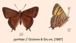 Image of Iophanus pyrrhias (Godman & Salvin 1887)