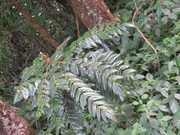 Image of Berberis napaulensis (DC.) Spreng.