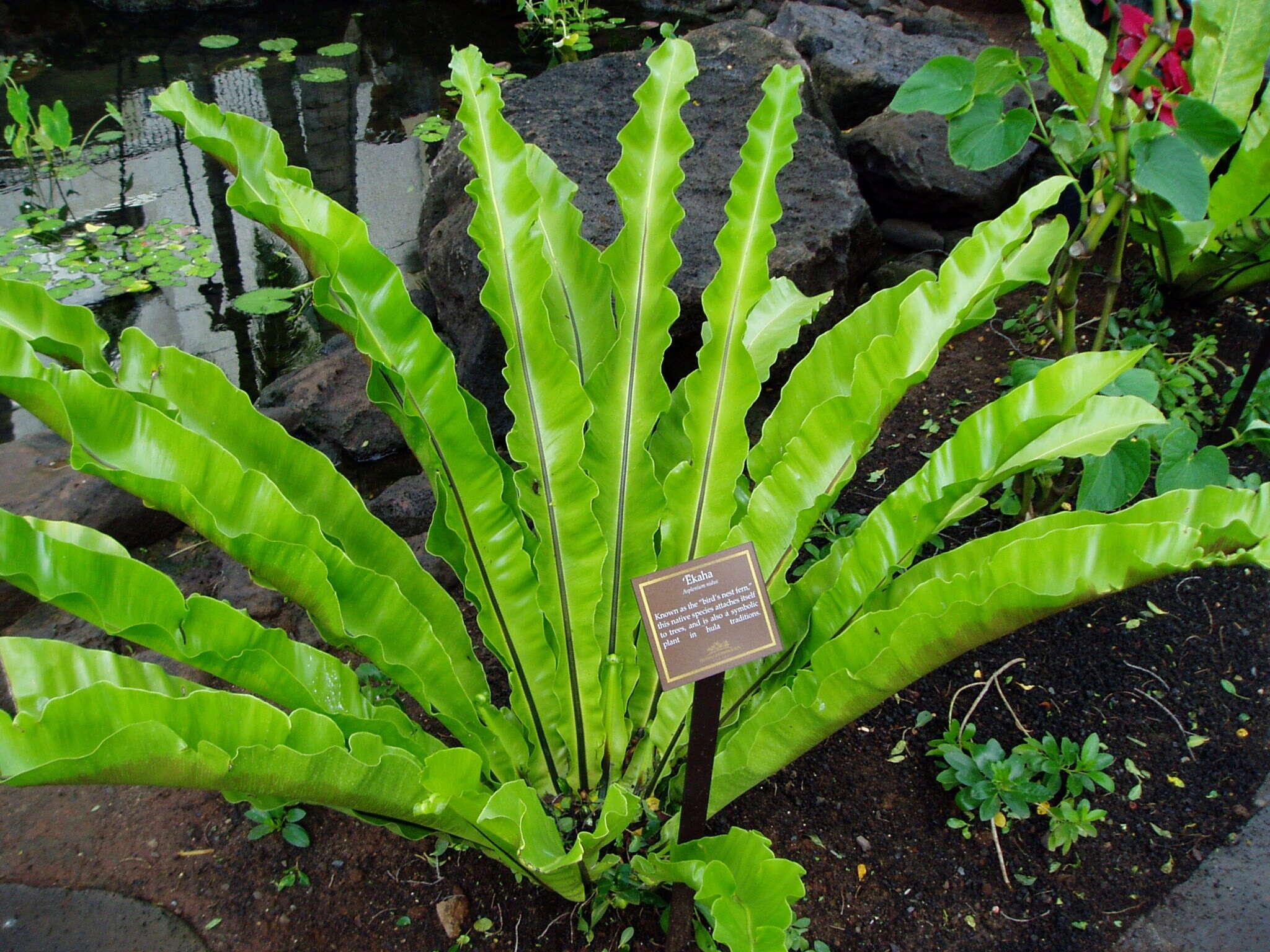 Image of Asplenium antiquum Mak.