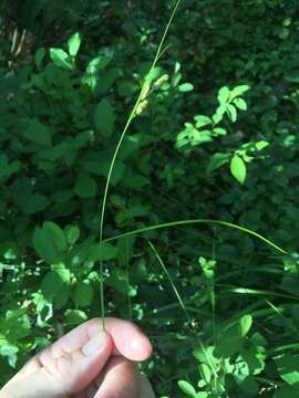 Image of Swan's sedge