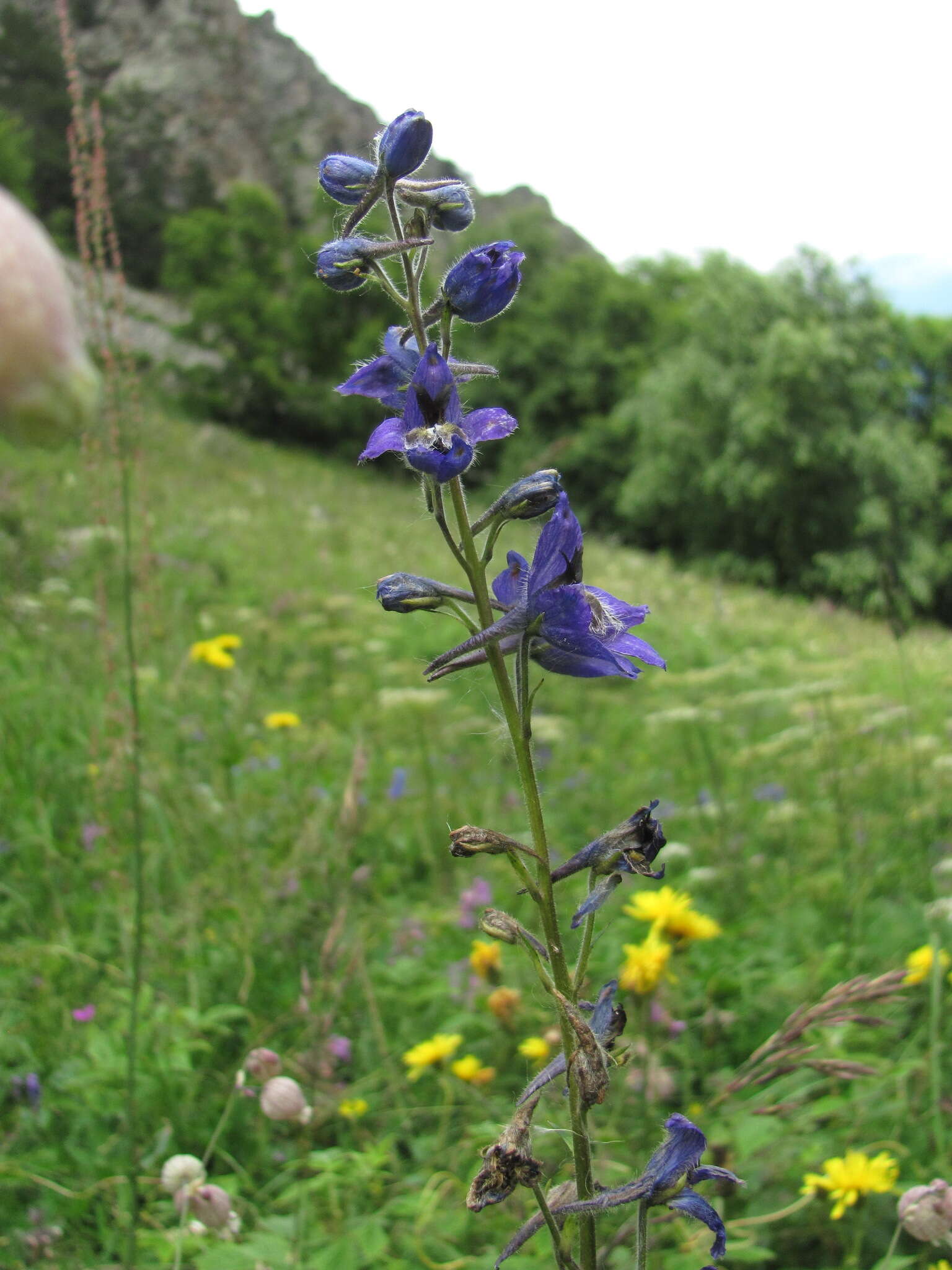 Image of Delphinium flexuosum M. Bieb.