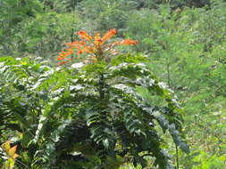 Image of Berberis napaulensis (DC.) Spreng.