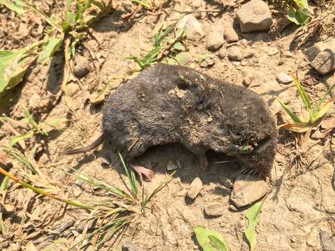 Image of American short-tailed shrew