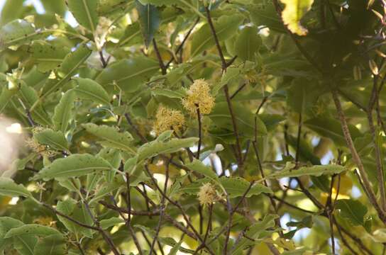 Image de Pittosporum eugenioides A. Cunn.