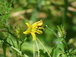 صورة Solanum lumholtzianum Robinson