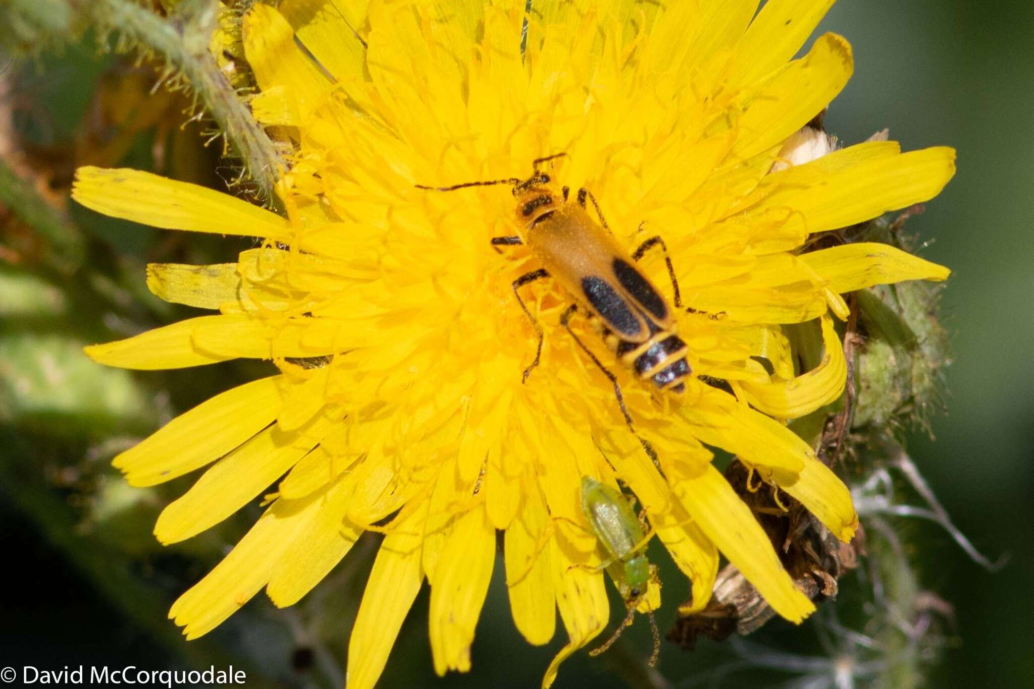 Image of Northern Corn Rootworm